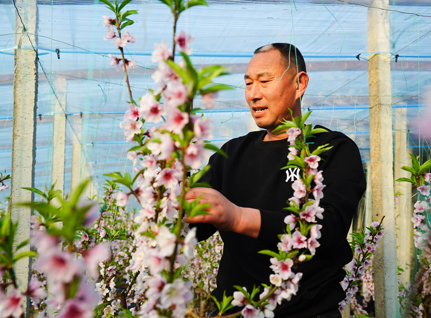 乐亭县新寨镇东姜各庄村桃农在大棚里劳作。 侯亚婷摄