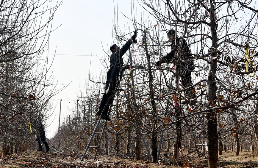 近日，當地農民在石家庄市欒城區北石碑村果園裡修剪果樹。 李明發攝
