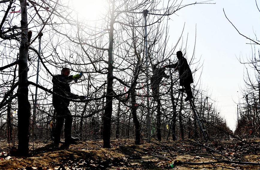 近日，当地农民在石家庄市栾城区北石碑村果园里修剪果树。 李明发摄