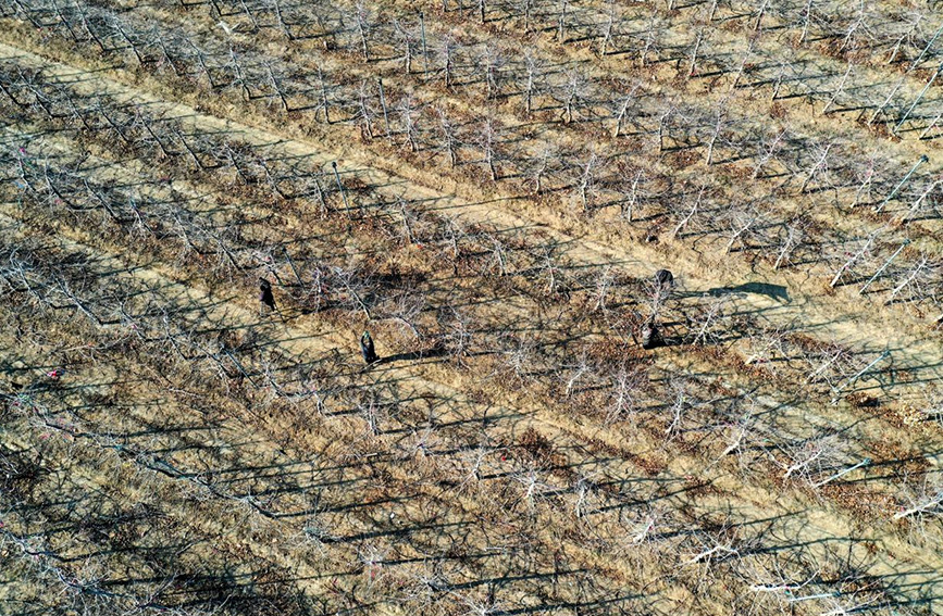 近日，當地農民在石家庄市欒城區北石碑村果園裡修剪果樹（無人機照片）。 李明發攝