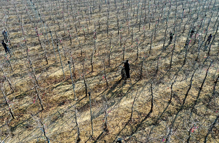 近日，当地农民在石家庄市栾城区北石碑村果园里修剪果树（无人机照片）。 李明发摄