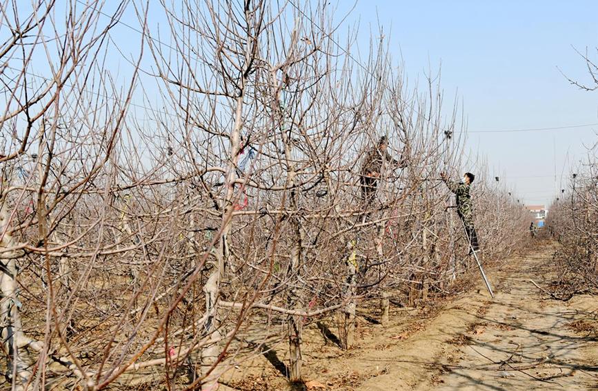 近日，当地农民在石家庄市栾城区北石碑村果园里修剪果树。 李明发摄