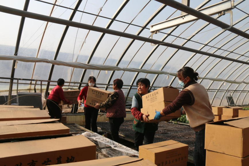河北省永清县龙虎庄乡某育苗基地工作人员正在搬运装好的黄瓜苗。 张锦摄