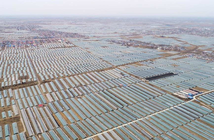 乐亭县大相各庄镇一处规模化设施蔬菜生产基地。 刘江涛摄