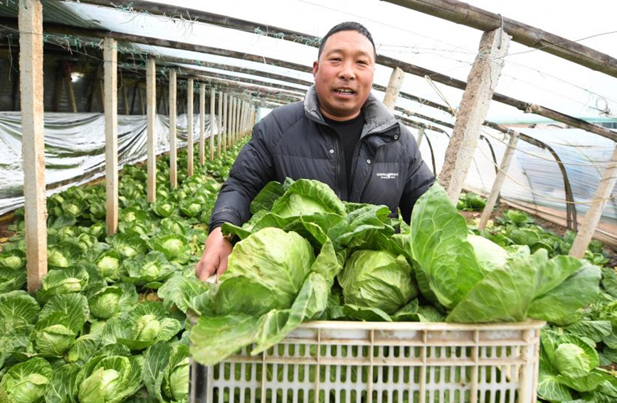 乐亭县大相各庄镇史家庄村农民在大棚内收获甘蓝。 刘江涛摄