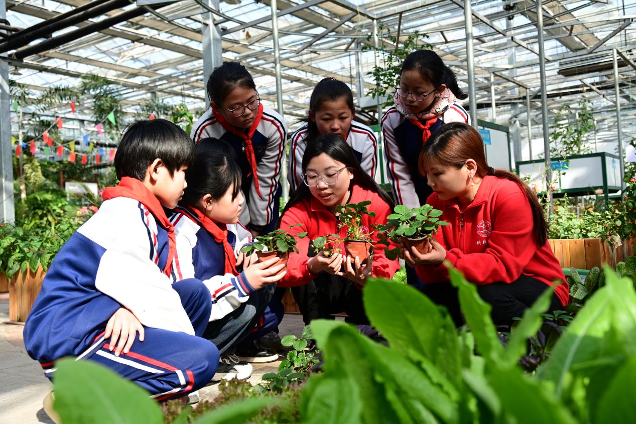 曲周县小河道小学学生正在育苗产业园内聆听农博士讲解蔬菜种植知识。 胡海军摄