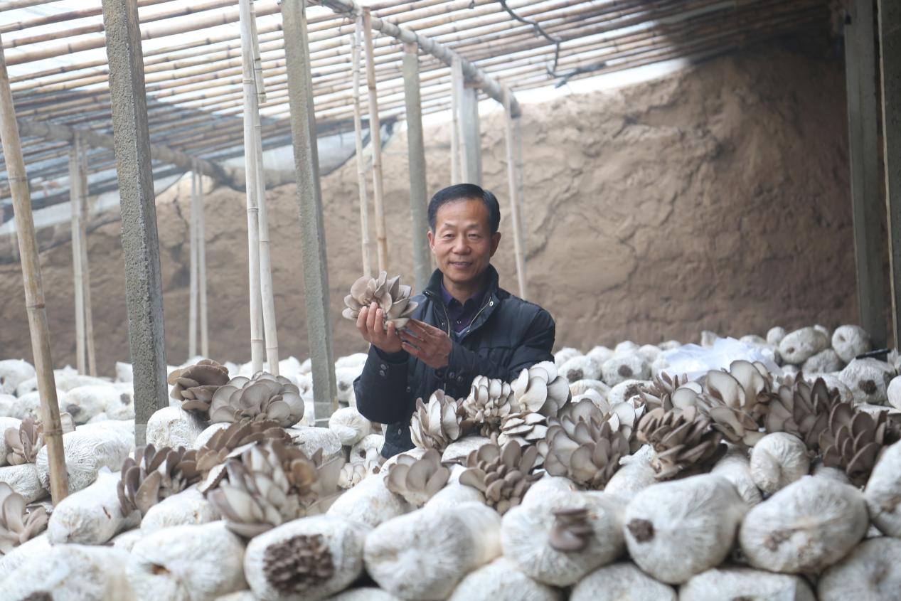安陵镇农户采收大棚蘑菇。 邢志强摄