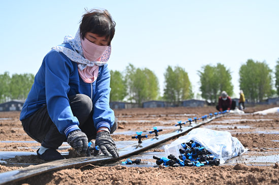 在曲周县，农村妇女在田间铺设节水带。王喜民摄