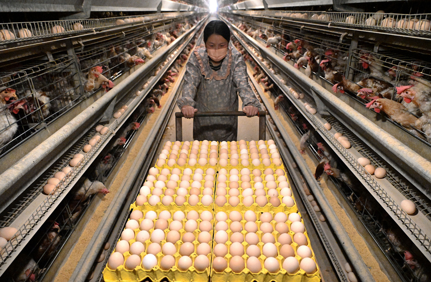 馆陶县柴堡镇东苏堡村一家蛋鸡养殖场，工作人员在运鸡蛋。 郝群英摄