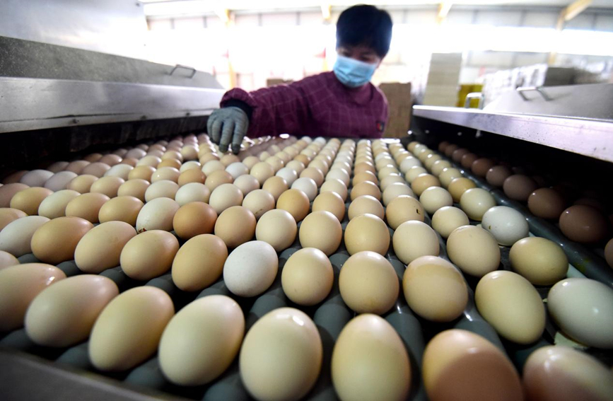 馆陶县柴堡镇东苏堡村一家蛋鸡养殖企业，工人在清洗鸡蛋。 郝群英摄