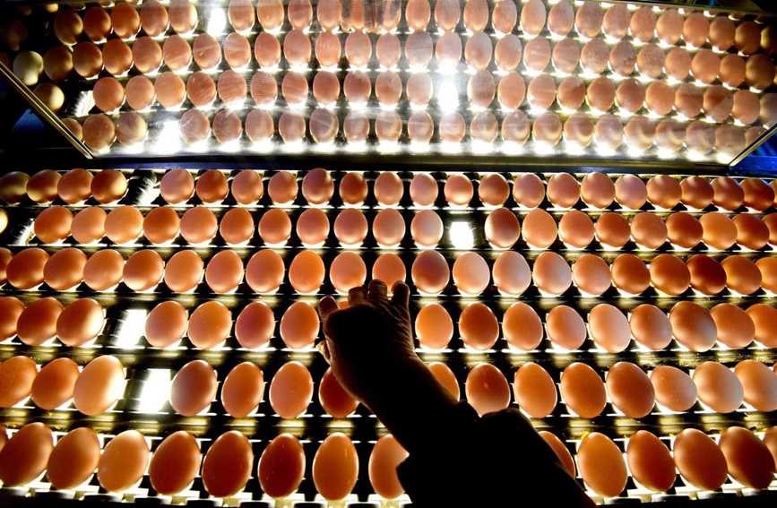 馆陶县柴堡镇东苏堡村一家蛋鸡养殖企业，工人进行光检鸡蛋。 郝群英摄
