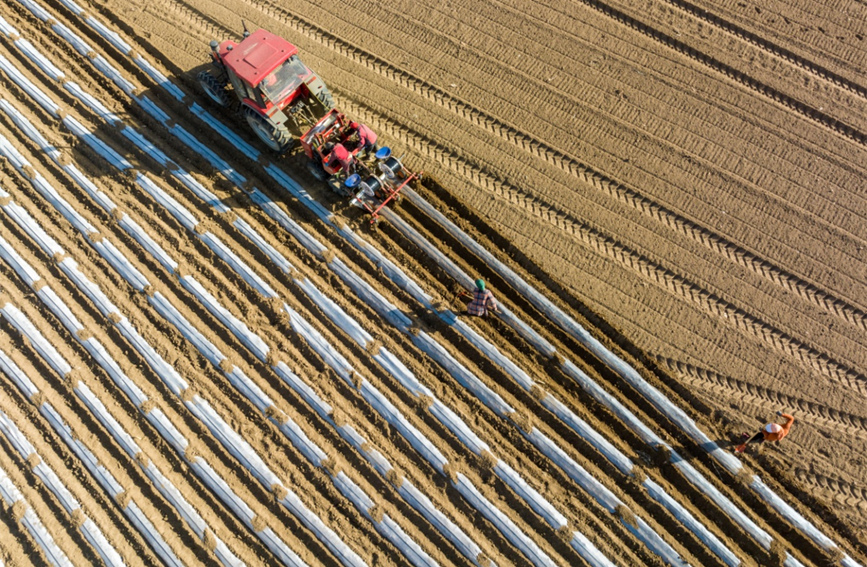 河北省保定市阜平县方太口村一处农田里，村民正忙碌着操纵机器播种土豆。 李玉亮摄