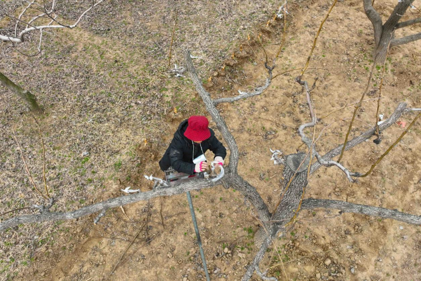 石家庄晋州北口村的村民正在嫁接秋月梨枝芽。 张士林摄
