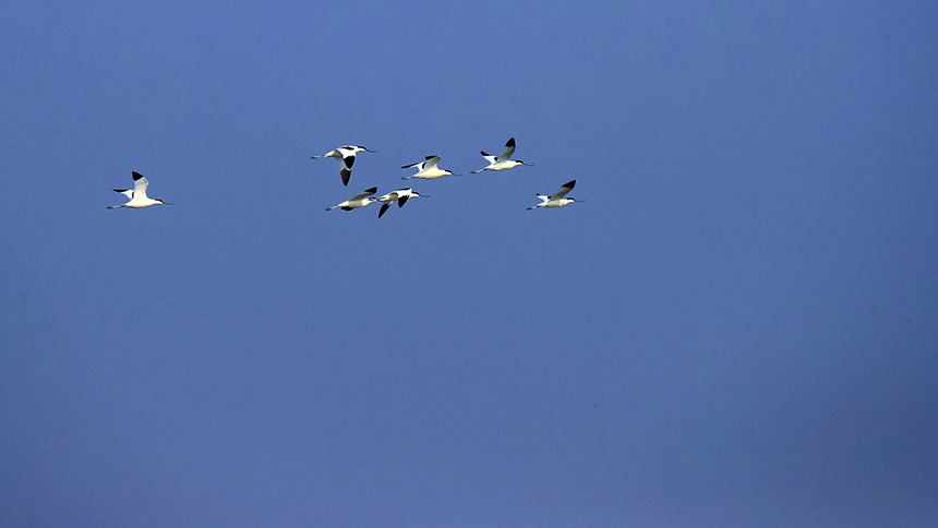 反口ヒヨドリが衡水湖の上空を飛んでいる。霍恒茂撮影