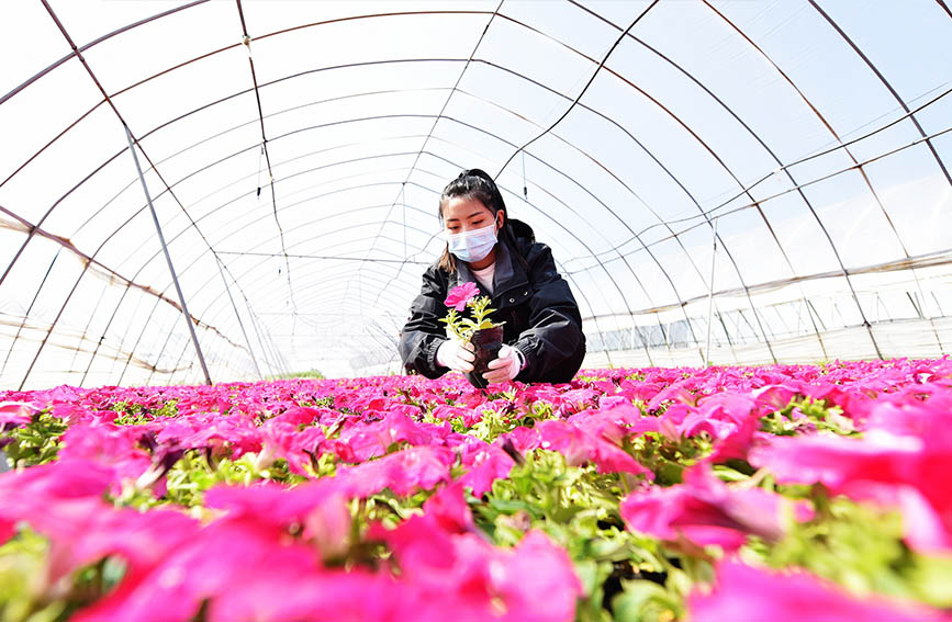 河北心蕾花卉种植基地工作人员对花卉进行日常管理。 白永民摄