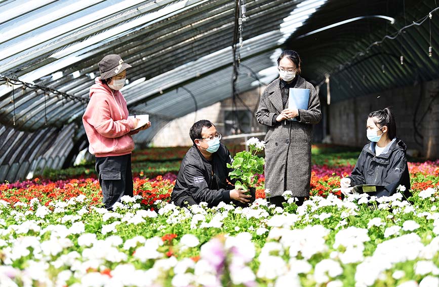 河北心蕾花卉种植基地负责人张飞给大学生讲解花卉知识。 白永民摄