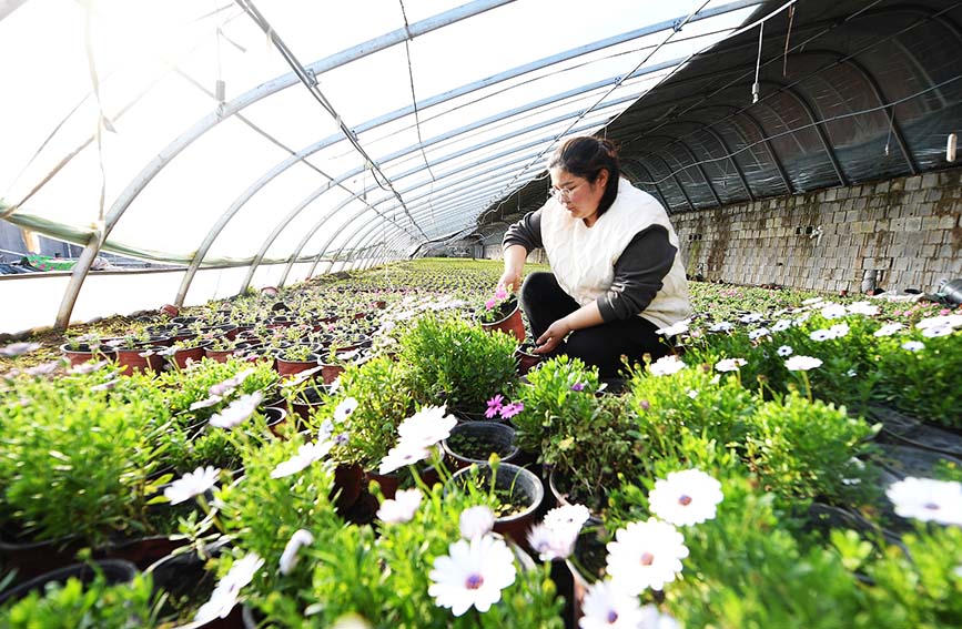 河北心蕾花卉种植基地工作人员对花卉进行日常管理。 白永民摄