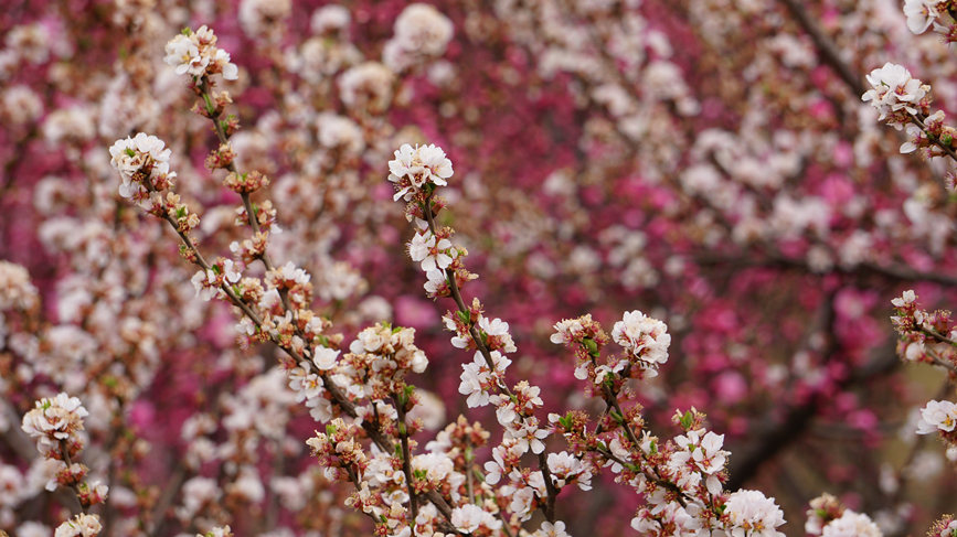 3月21日，石家庄正定滹沱河生態景區內，櫻花、梅花錯落有致、次第盛放。  陳錕澤攝
