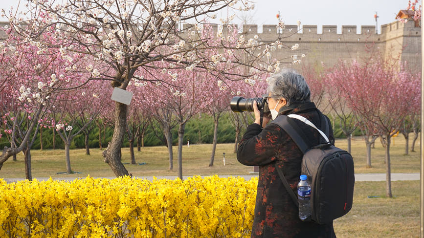 3月21日，正定南城门城墙掩映在缥缈连绵的花影里，摄影爱好者定格美好瞬间。 陈锟泽摄