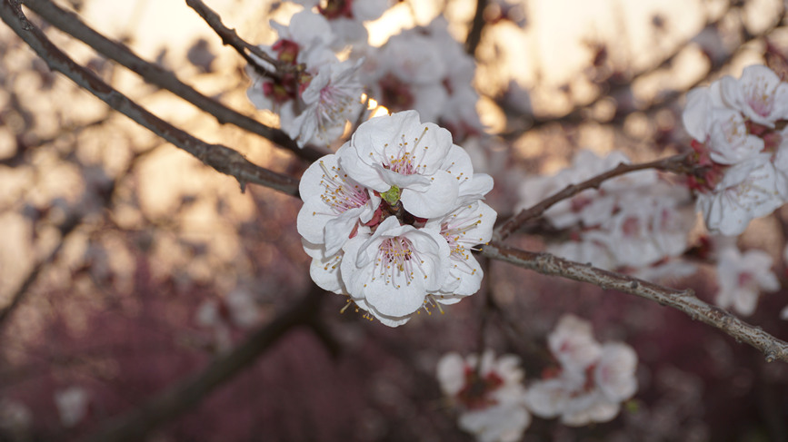 3月21日，盛放的花朵在光影的映襯下，似油畫般美麗。 陳錕澤攝