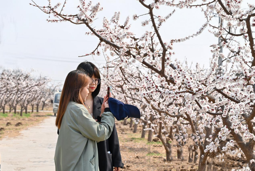 游客来到杏花园里拍照赏花。 刘蒙蒙摄