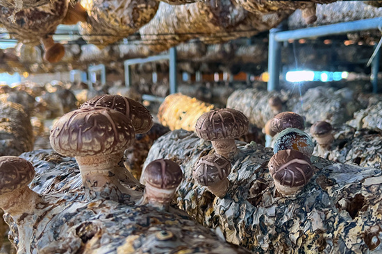 3月23日，阜平縣南峪村香菇大棚的“花菇”長勢喜人。 辛美敬攝