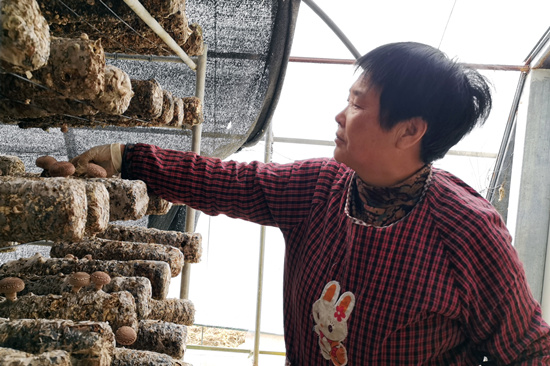 3月23日，村民在阜平縣南峪村香菇大棚採摘香菇。 辛美敬攝