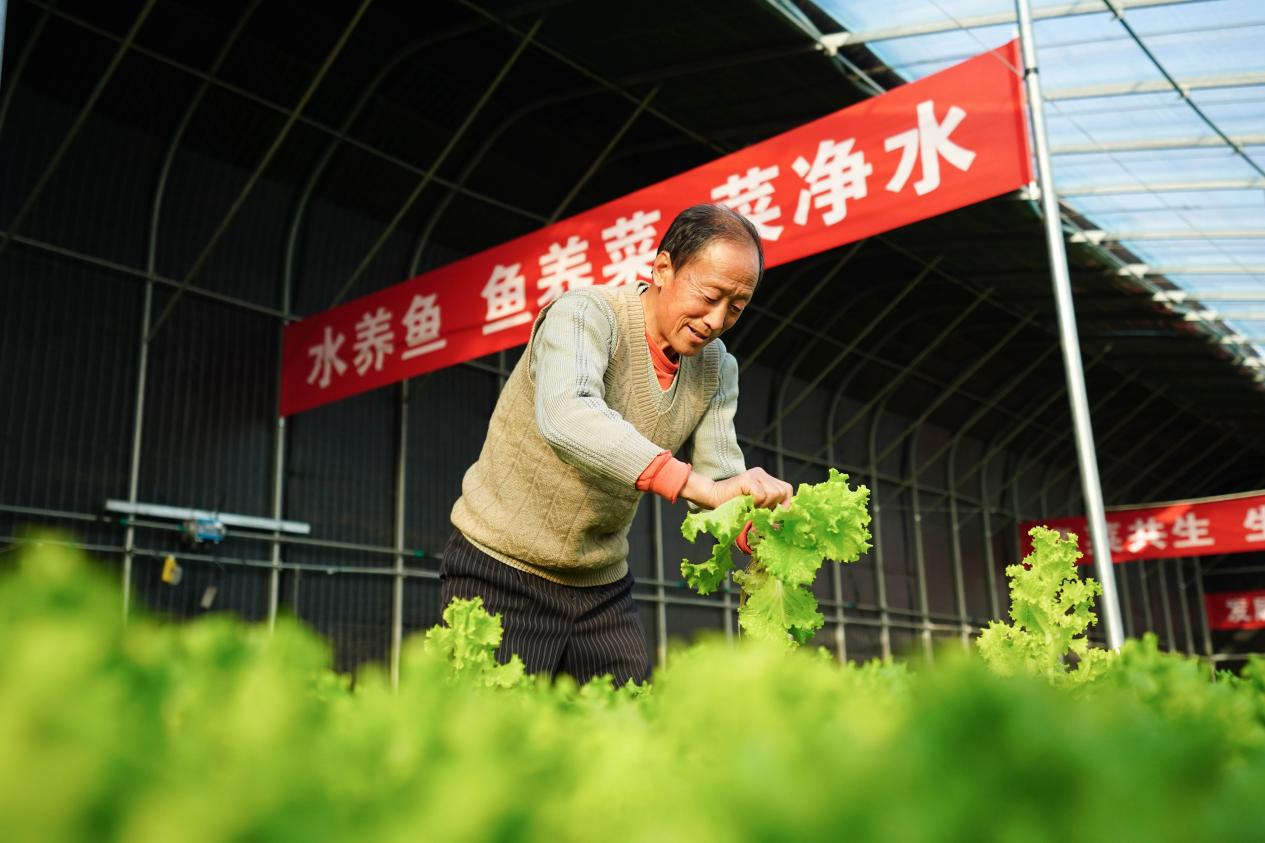 乐亭县庞各庄乡阚田庄村的“鱼菜共生”项目现场工作人员正在采收生菜。 侯亚婷摄