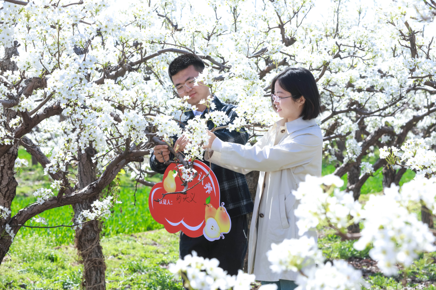 游客认养梨树享受了春赏花、秋收果。