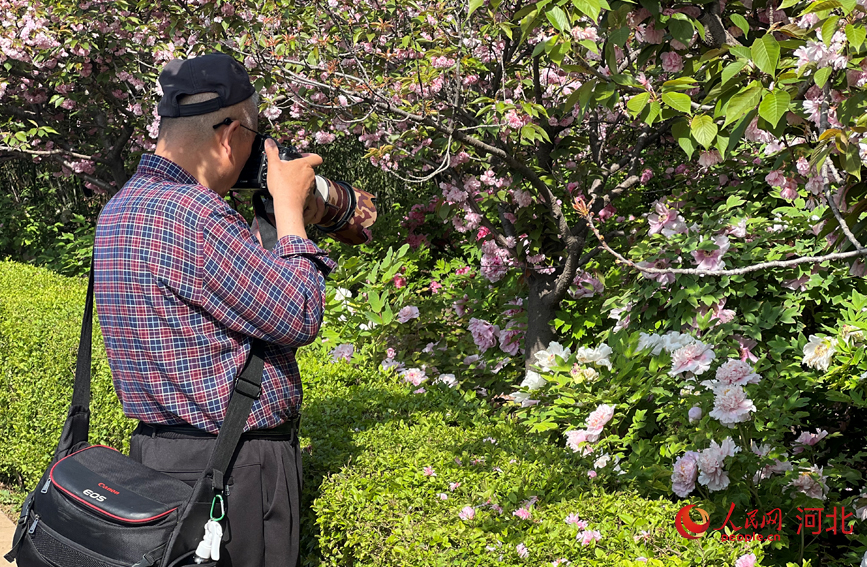 游客在洛阳市国家牡丹园内拍摄盛开的牡丹花。 人民网 赵明妍摄