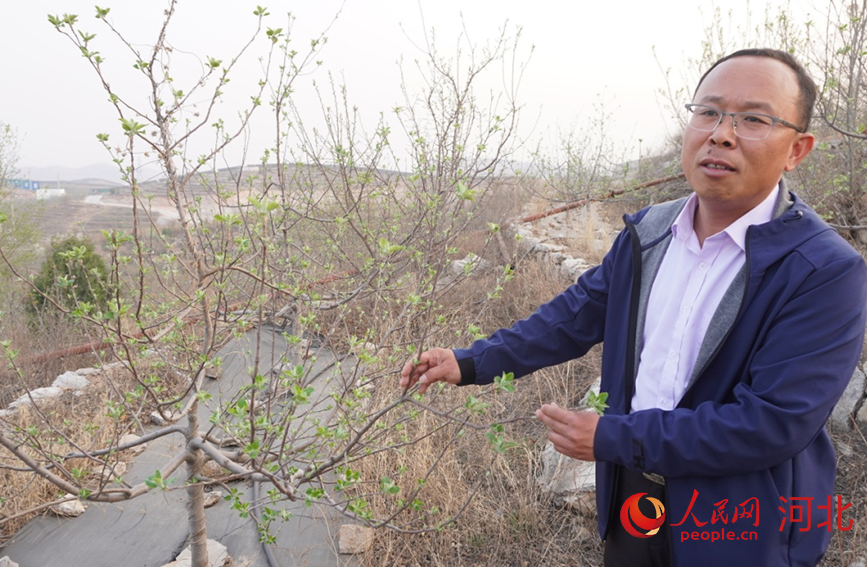 河北农业大学副教授李中勇在介绍果树品种特点。人民网 祝龙超摄