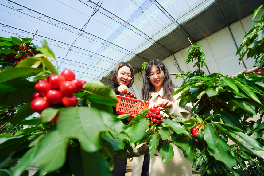游客正在大樱桃种植基地内进行采摘。 侯亚婷摄