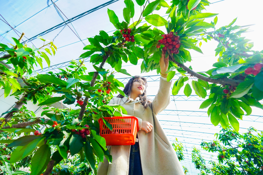 游客正在大樱桃种植基地内进行采摘。 侯亚婷摄