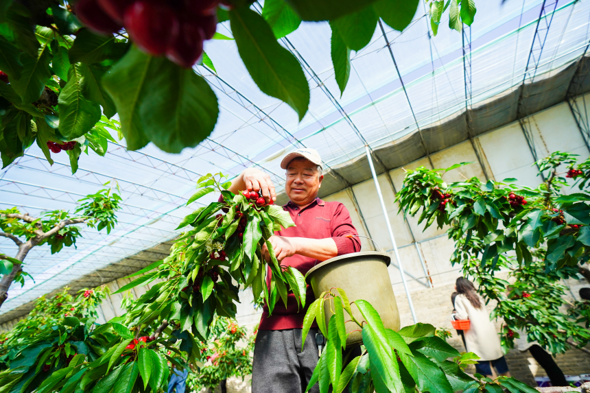 乐亭县毛庄镇大樱桃种植基地内,工人正在采收樱桃。 侯亚婷摄