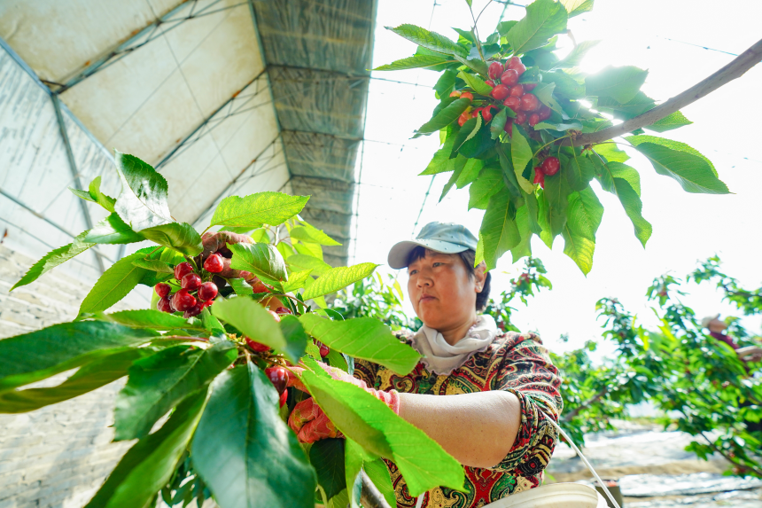 乐亭县毛庄镇大樱桃种植基地内，工人正在采收樱桃。 侯亚婷摄