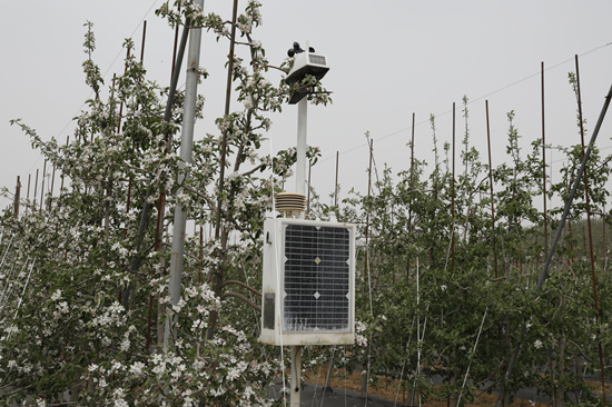 苹果种植基地太阳能杀虫灯设备正在作业。 赵端摄