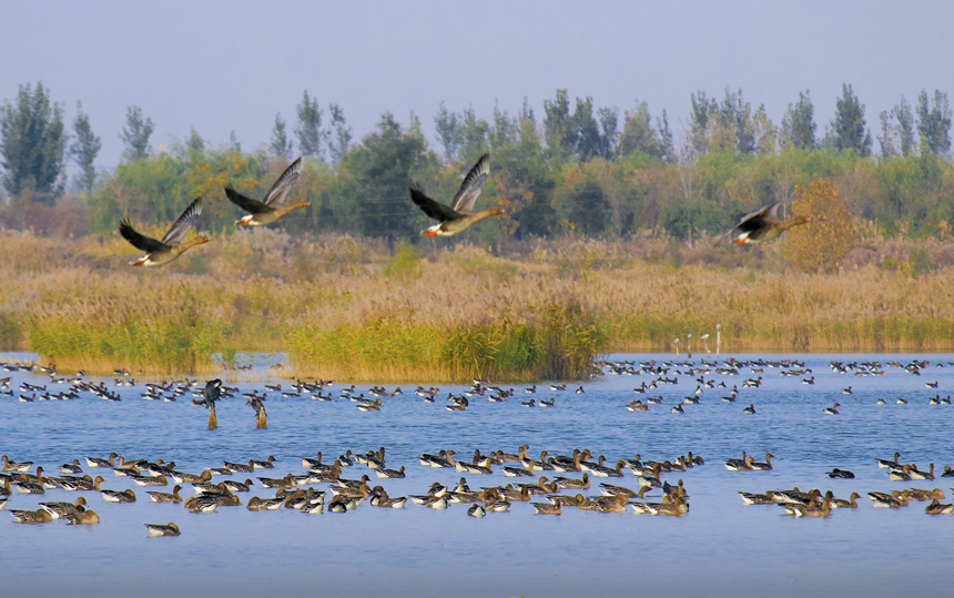 大雁在衡水湖上飛舞、棲息。 霍恆茂攝