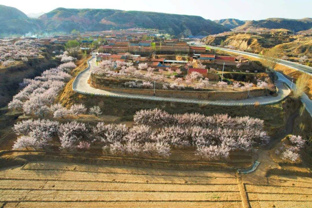 “杏花村”——岑家湾村，依山傍水，杏花环绕。 耿硕摄