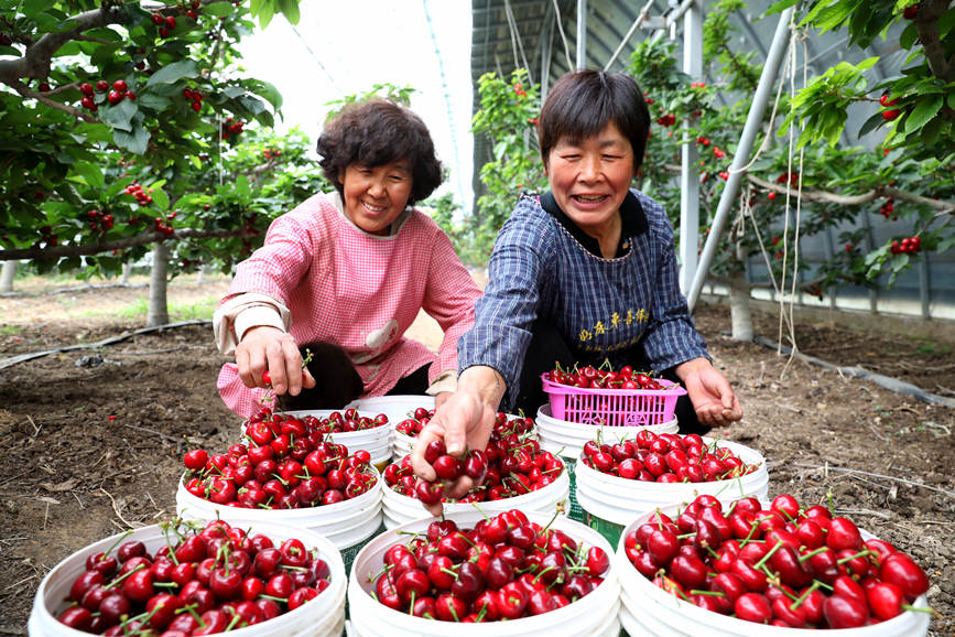 保定市清苑區的櫻桃大棚裡，農戶們將採摘的成熟櫻桃擺放整齊，等待裝箱。 劉鵬攝