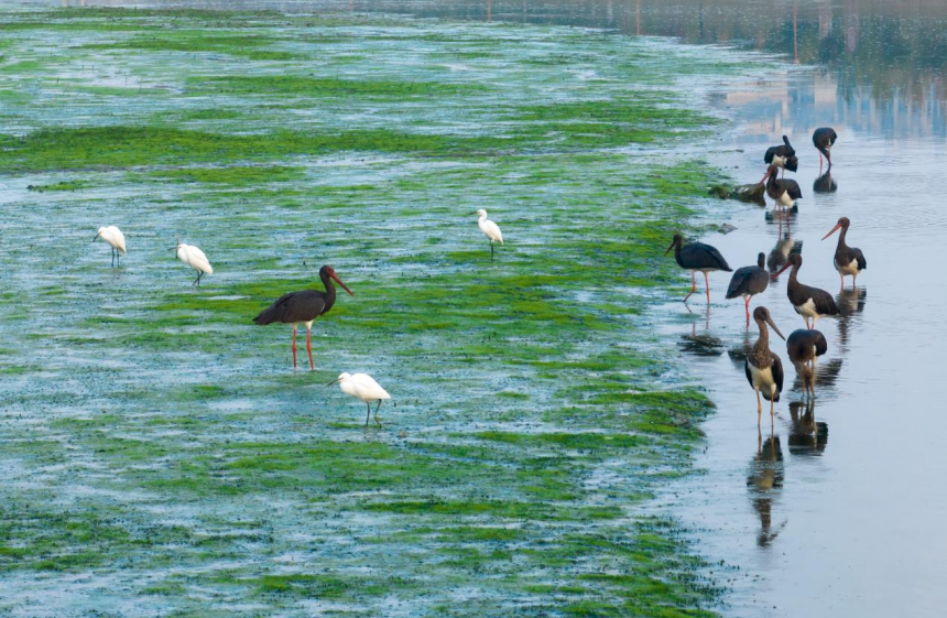 黑鹳，白鹭在涞源湖浅滩觅食。 齐保利摄