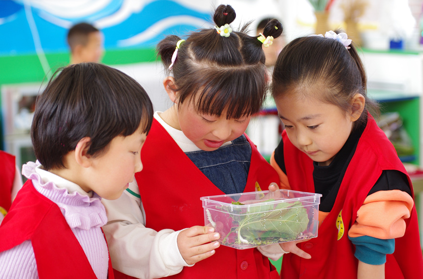 孩子们在观察蚕宝宝。 许海滨摄
