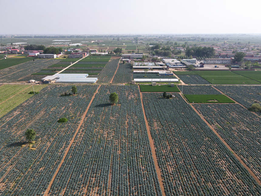 河北省邯鄲市廣平縣勝營鎮西蘭花種植基地。 董麗彬攝