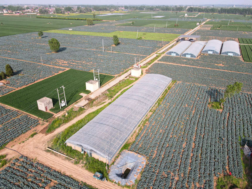 河北省邯郸市广平县胜营镇西兰花种植基地。 董丽彬摄