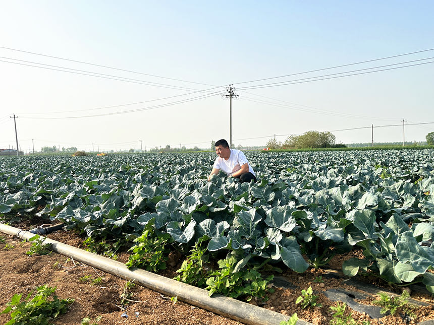 河北省邯郸市广平县胜营镇西兰花种植基地。 董丽彬摄