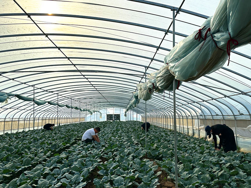 河北省邯郸市广平县胜营镇特色种植西兰花。 董丽彬摄