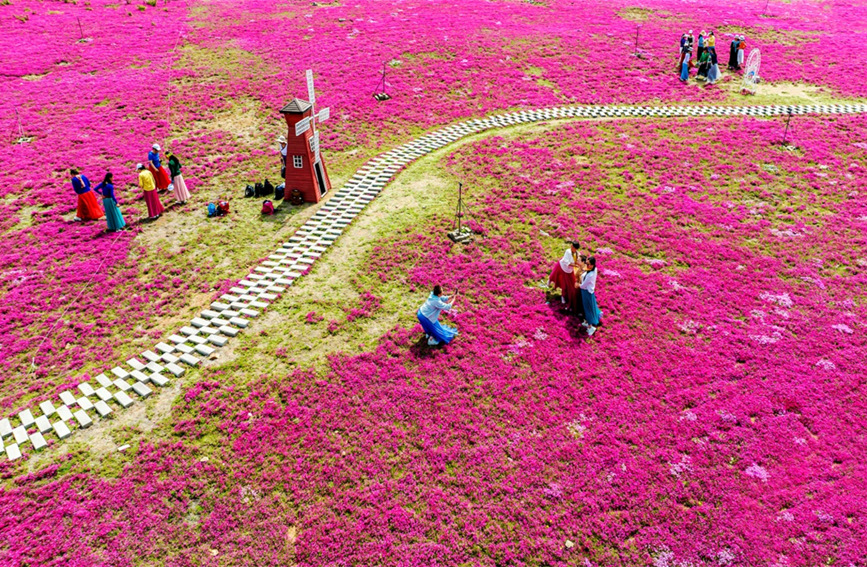 邯郸市复兴区德丰生态园300亩芝樱花进入最佳观赏期。 聂长青摄