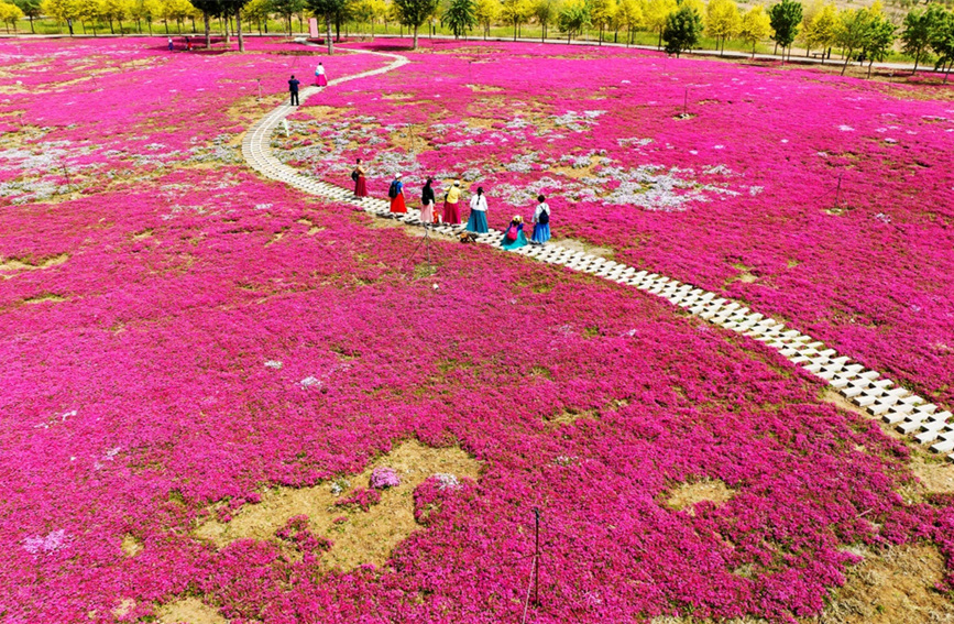 邯郸市复兴区德丰生态园300亩芝樱花进入最佳观赏期。 聂长青摄