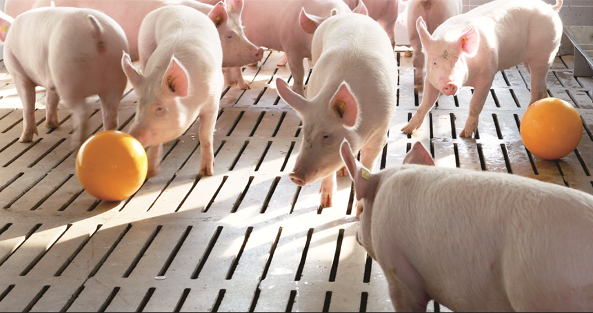 现代化阳光猪舍中养殖的“水果猪”。 黄建摄