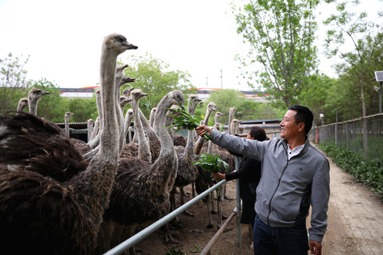 4月23日，在河北保定清苑付家营鸵鸟养殖基地，负责人黄朝阳与鸵鸟成了“好朋友”。 刘鹏摄