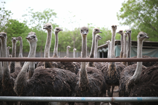 4月23日，河北保定清苑鸵鸟养殖基地，“大长腿、大眼睛”的非洲鸵鸟。 刘鹏摄